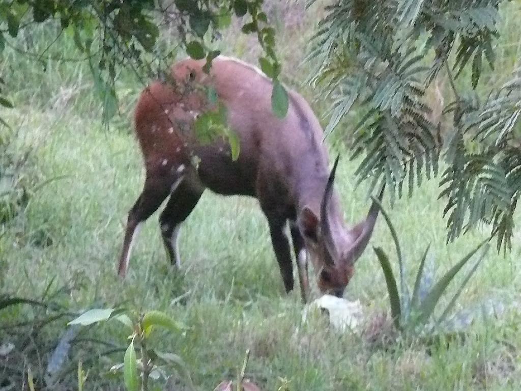 Amanzimlotzi Riverside Bush Camp Hoedspruit Δωμάτιο φωτογραφία